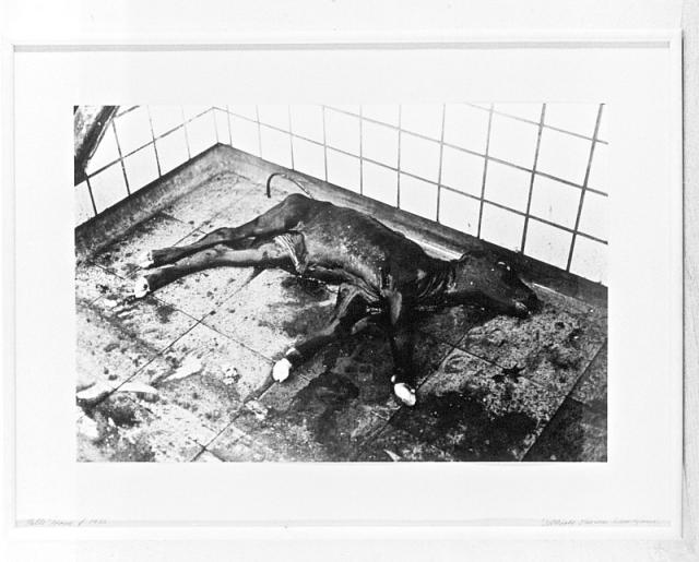 Abortus provacatus