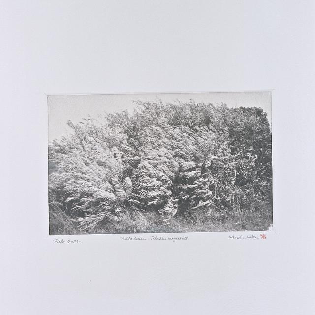 Piletræer 91, foto platinkopieret
