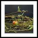Foto: Jeanette Land Schou
