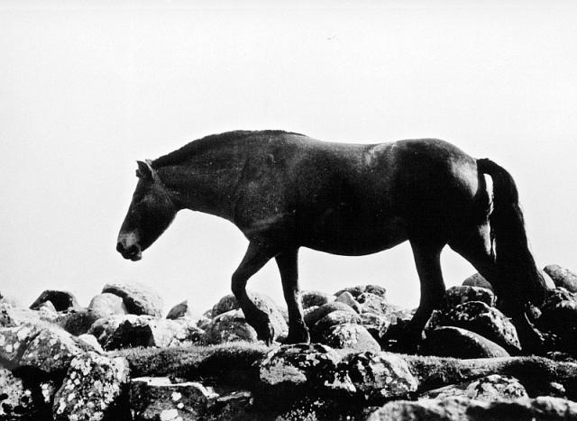 Færøsk hest